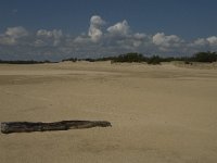 NL, Noord-Brabant, Heusden, Loonse en Drunense Duinen 29, Saxifraga-Marijke Verhagen